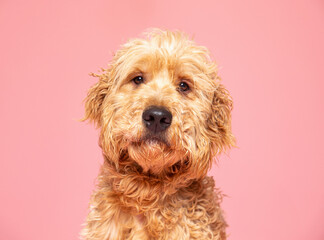 cute dog on an isolated background in a studio shot