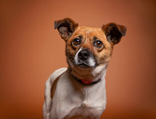 cute dog on an isolated background in a studio shot