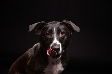 cute dog on an isolated background in a studio shot