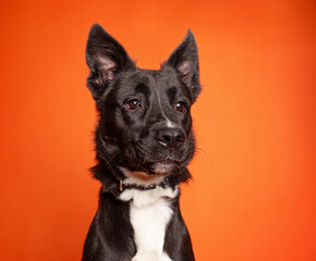 cute dog on an isolated background in a studio shot