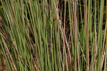 Close-up photography of reed straws illuminated by the light of the sunset, in the eastern Andean mountains of central Colombia.