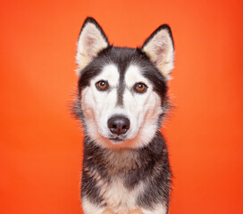 cute dog on an isolated background in a studio shot