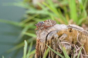 水辺にアブラゼミ