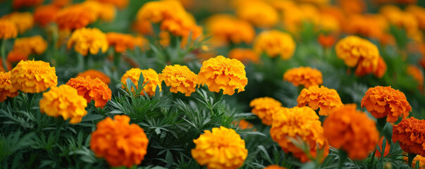 Bright orange and yellow marigold flowers blooming