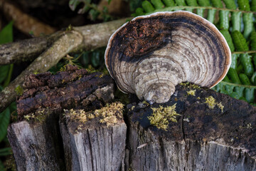 Macro photography of a southern clam shell mushroom growing in a rotten wooden plank, at the eastern Andean mountains of central Colombia.