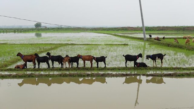 A group of domestic Black Bengal goats stand in a row in a village field.