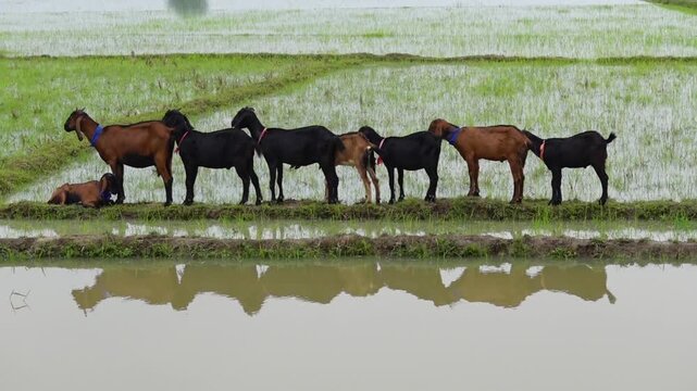 A group of domestic Black Bengal goats stand in a row in a village field.