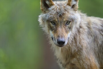 A gray wolf (Canis Lupus), haunting view surrounded by green vegetation, Germany, Europe