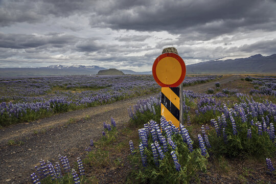 Closed path through flowering Lupins (Lupinus), at road 250, South Iceland, Iceland, Europe