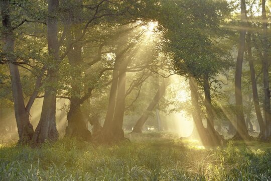 Alder quarry (Alnus glutinosa), at sunrise with sunrays and early fog, J&auml;gersborg, Copenhagen, Denmark, Europe