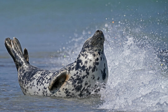 Grey seal (Halichoerus grypus) in the water at the beach, Helgoland, Schleswig-Holstein, Germany, Europe