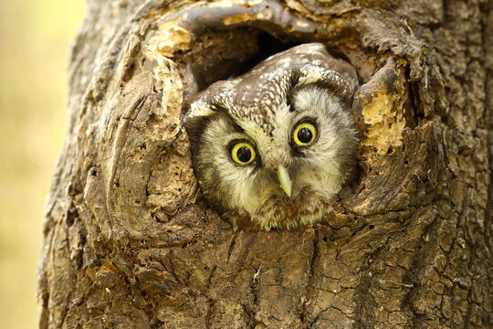 Tengmalm's owl (Aegolius funereus) looks out of his brood cave from knothole, North Rhine-Westphalia, Germany, Europe