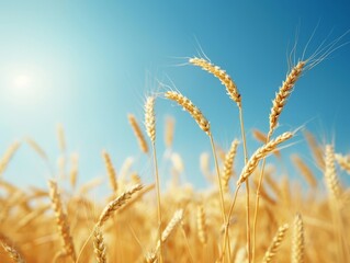 Obraz premium Golden wheat field with clear blue sky on background. Agriculture, farming, harvest concept landscape