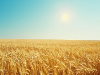 Naklejka premium Golden wheat field with clear blue sky on background. Agriculture, farming, harvest concept landscape