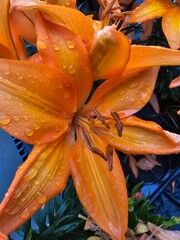 orange lily flower