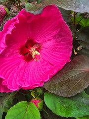 pink hibiscus flower