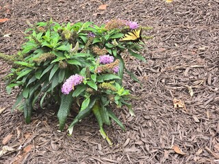 Butterfly bush