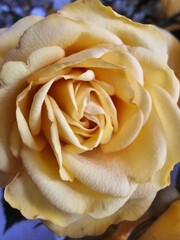 single yellow rose