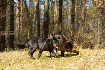 two black dogs resting and playing in nature