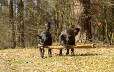 two black dogs resting and playing in nature