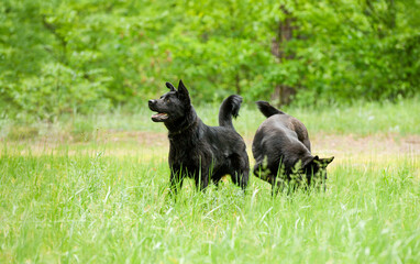 two black dogs resting and playing in nature