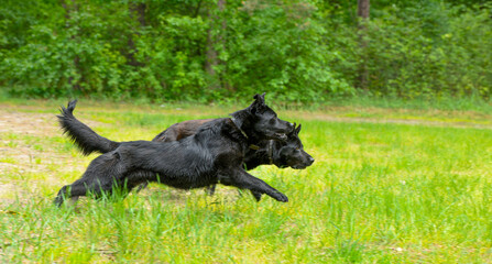 two black dogs resting and playing in nature