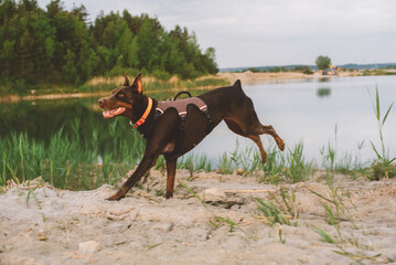portrait of cute active doberman dog playing outdoors near the lake