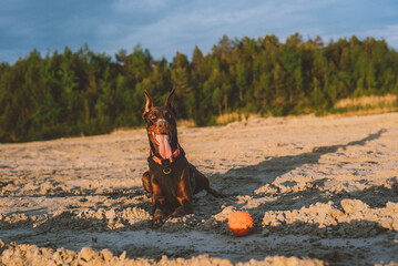 portrait of cute active doberman dog playing outdoors near the lake
