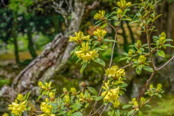 ひっそりと咲く満開の黄色い西洋シャクナゲ