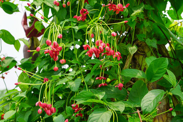 Lots of red rangoon creeper flowers with it's leaves