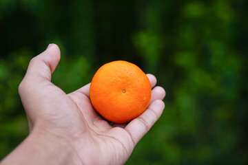 Clementines mandarin orange on farmer hand, Fresh ripe mandarin orange on a beautiful blurry background, Harvesting 