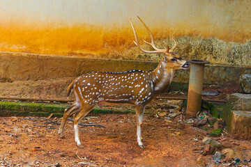 Male chital deer standing on the zoo, Chital or cheetal (Axis axis), also known as spotted deer or...