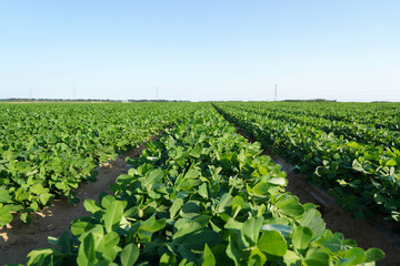  Peanut Field, Peanut plantation fields.
