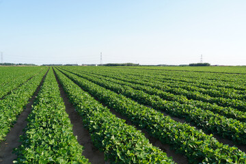  Peanut Field, Peanut plantation fields.