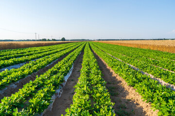  Peanut Field, Peanut plantation fields.