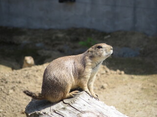 prairie dog in the zoo