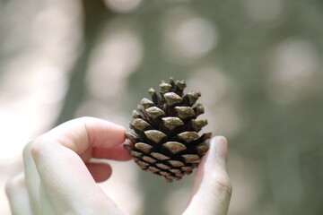 cone, pine, tree, nature, brown, christmas, decoration, seed, isolated, autumn, forest, pinecone,...