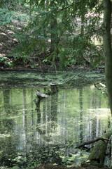 Fototapeta premium water, nature, forest, river, tree, lake, landscape, stream, reflection, pond, trees, green, summer, spring, bridge, natural, plant, park, creek, moss, swamp, grass, jungle, travel