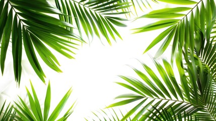 Fototapeta premium Tropical palm leaf background for travel writing with empty space