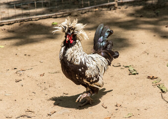 Polish or Houdan chicken with funny comb