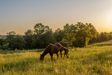 Horses at Sunset