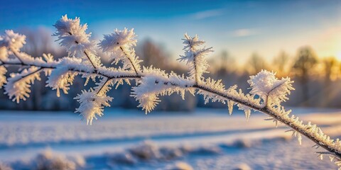 Obraz premium Frozen branch in foreground with ice crystals, blurred field and trees in background, winter, frost, icy, frozen, cold