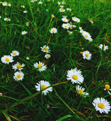 Peque&ntilde;as flores blancas en el jard&iacute;n