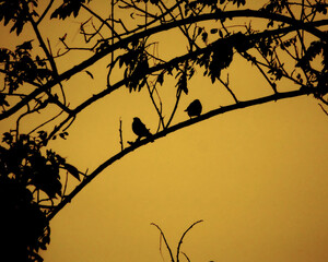 sombra natural en el atardecer