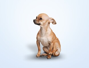 Cute smart dog sitting and looking