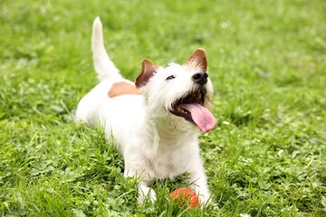 Cute dog playing with toy outdoors. Active pet