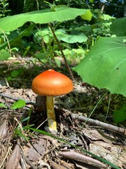 mushrooms in the forest