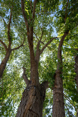 Large Cotton Tree provides shade in winery grounds in Palisade, Colorado on clear sunny summer morning.