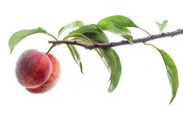 Mystic photo of Freestone Peach on the vine, isolated on white background