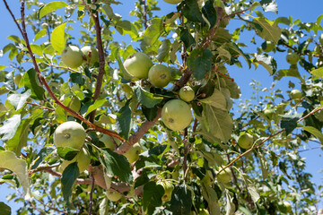 Apple orchard in winery in Palisade, Colorado on clear sunny summer day.